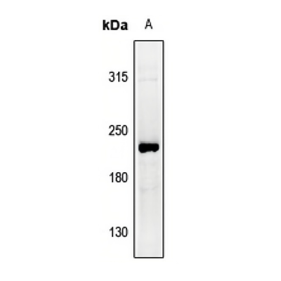LifeSab™ Collagen-pan Rabbit pAb (50 µl)