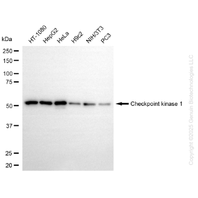 KD-Validated CHEK1 Rabbit mAb (20 μl)