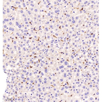 Anti-F4/80 Rabbit pAb (100 μl)