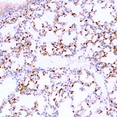 Anti-CD11b Rabbit pAb (100 μl)