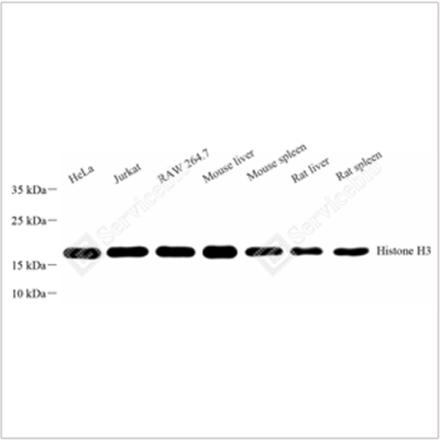 Anti-Histone H3 Rabbit pAb (100 μl)
