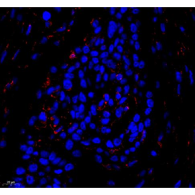 Anti-ZO1 tight junction protein Rabbit pAb (100 μl)