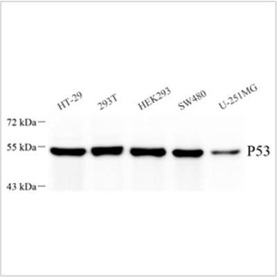 Anti-p53 Rabbit pAb (100 μl)
