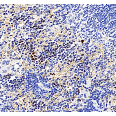 Anti-Phospho-H2A.X (S139) Rabbit pAb (100 μl)