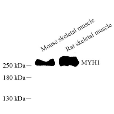 Anti-Fast Myosin Skeletal Heavy Chain Rabbit pAb (100 μl)