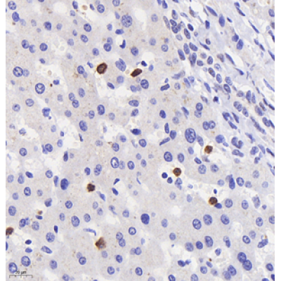 Anti-Myeloperoxidase Rabbit pAb (100 μl)