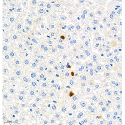 Anti-Ly6g Rabbit pAb (100 μl)