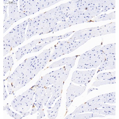 Anti-CD68 Rabbit pAb (100 μl)