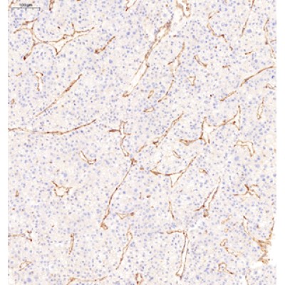 Anti-CD31 Rabbit pAb (100 μl)