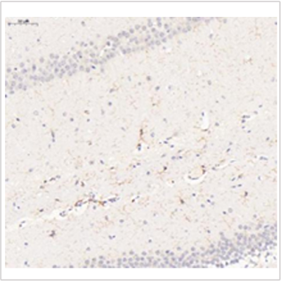 Anti-F4/80 Rabbit pAb (100 μl)