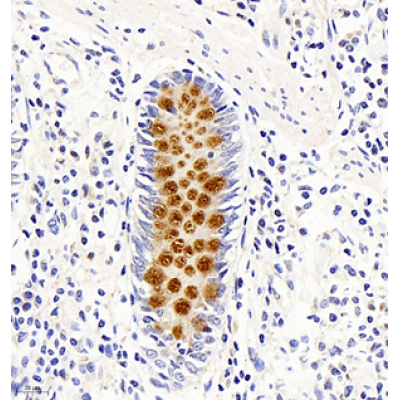 Anti-MUC2 Rabbit pAb (100 μl)