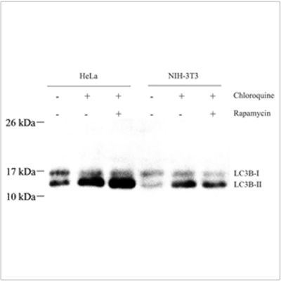 Anti-LC3B Rabbit pAb (100 μl)