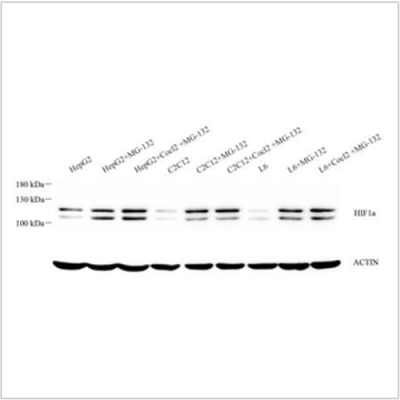 Anti-HIF-1 alpha Rabbit pAb (100 μl)