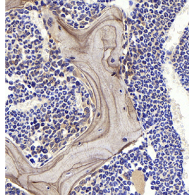 Anti-Osteopontin Rabbit pAb (100 μl)