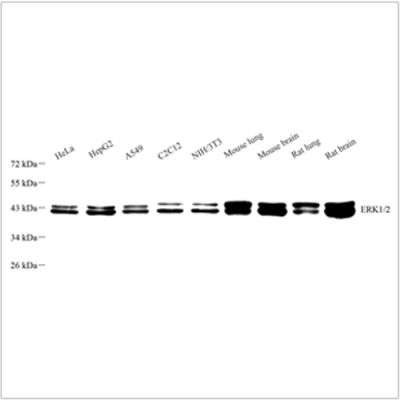 Anti-ERK1 + ERK2 Rabbit pAb (100 μl)