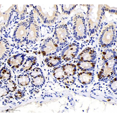 Anti-BrdU Mouse mAb (100 μl)