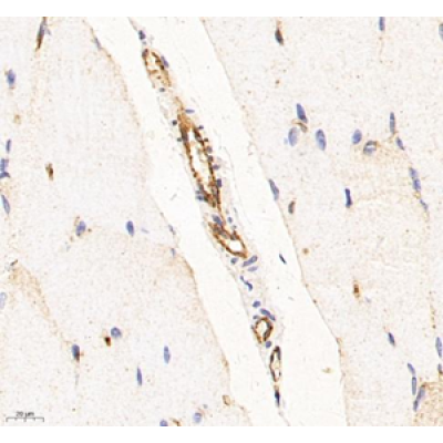 Anti-CD31 Mouse mAb (100 μl)