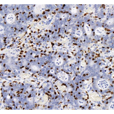 Anti-CD8 alpha Mouse mAb (100 μl)