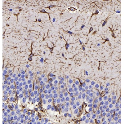 Anti-GFAP Mouse mAb (100 μl)