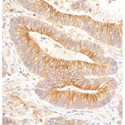 Anti-pan alpha Tubulin Mouse mAb (50 μl)