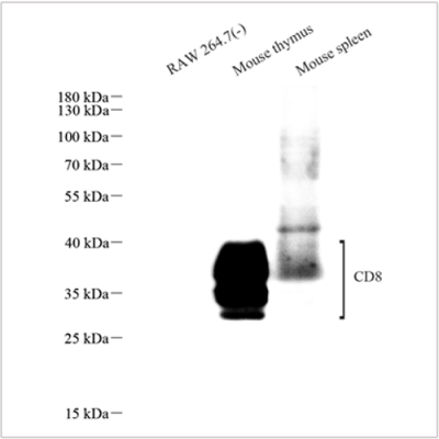 Recombinant Anti-CD8 alpha Rabbit mAb (100 μl)