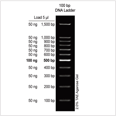 100 bp DNA Ladder (2× 500µl)