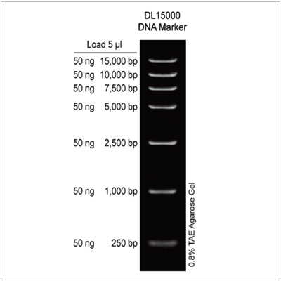 DL15000 DNA Marker (2× 500µl)