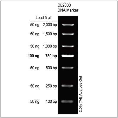 DL2000 DNA Marker (2× 500µl)