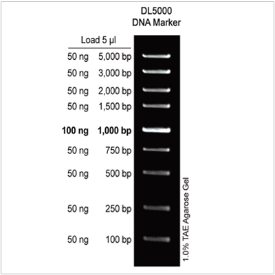 DL5000 DNA Marker (2× 500µl)