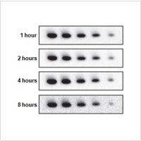 SuperECL™ Western Blotting Detection Kit (2×50 ml)