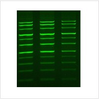 LiGreen™ Plus Nucleic Acid Gel Stain (500 μl)