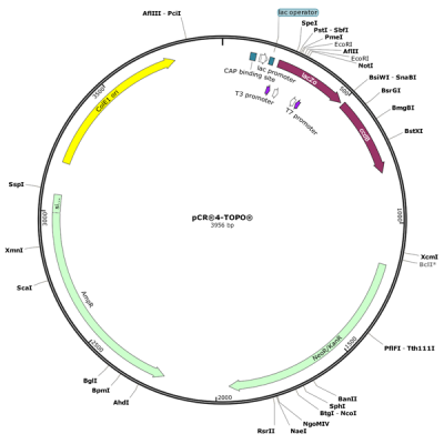 Human MPO (BC130476) cDNA Clone in pCR4-TOPO