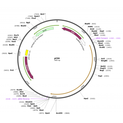 Human KLF8 (BC031355) cDNA Clone in pCS6ccdB