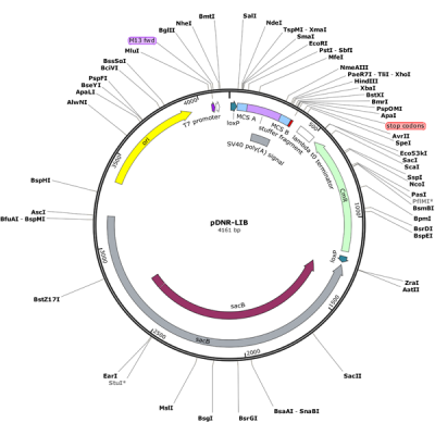 Human ATP5F1 (BC005366) cDNA Clone in pDNR-LIB
