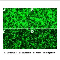LiFect293™ Transfection Reagent (4 ml)