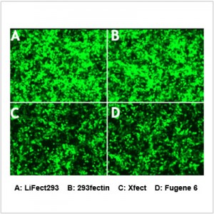 LiFect293™ Transfection Reagent (1 ml)