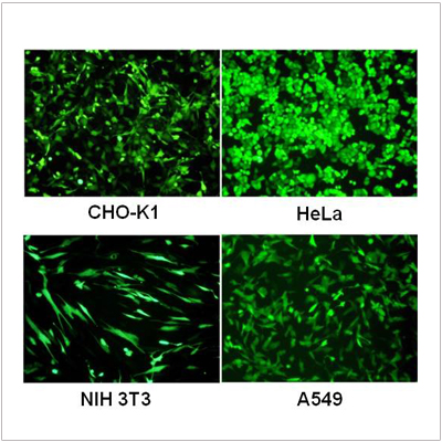 PrimeFect™ Transfection Reagent (1 ml)