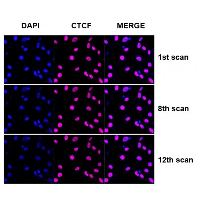 FadeStop™ Fluorescent Mounting Medium with DAPI (25 ml)