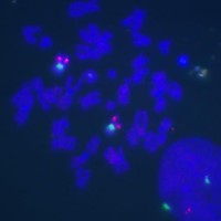 5-FAM-X-dUTP (25 μl)