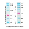 Prestained Protein Marker (4× 250μl)