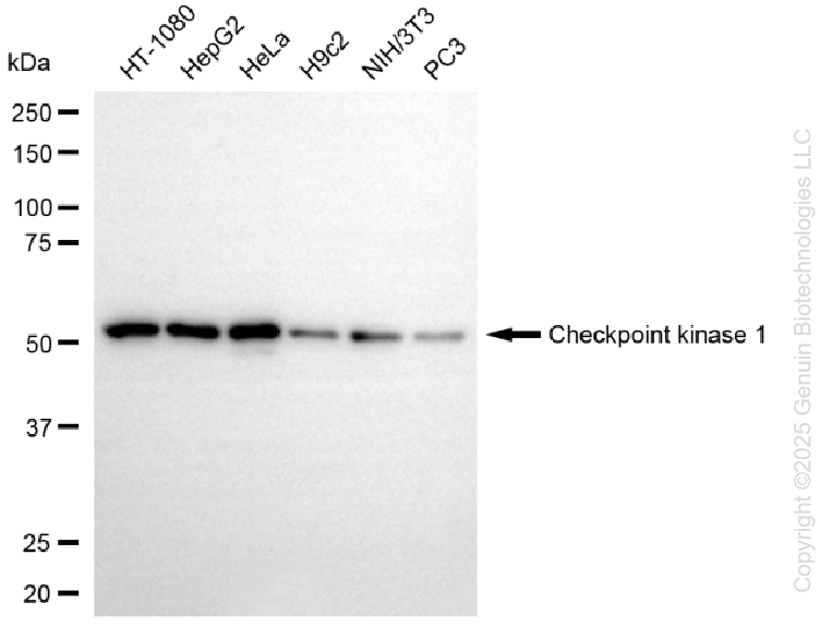 CHEK1 antibody