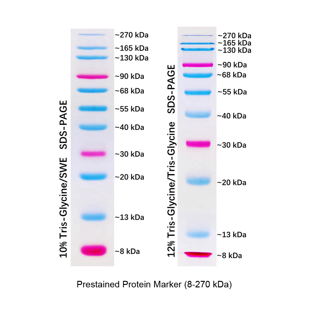prestained protein ladder